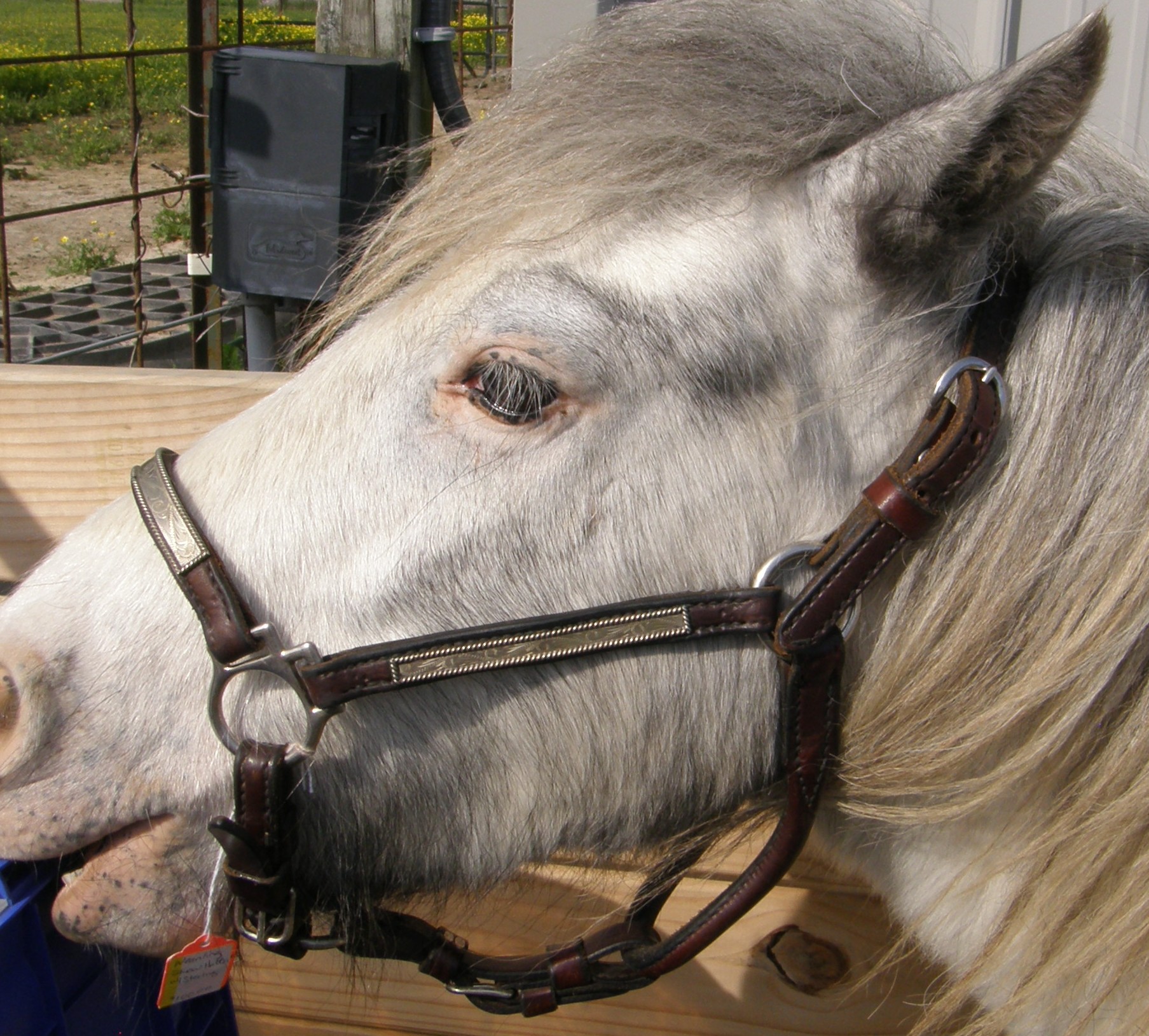 show halters foal mini